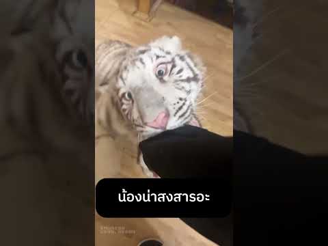 น้องน่าสงสารอะ thumbnail