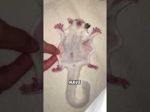 Sugar gliders like to rub their heads against each other’s bodies#animals #funnyanimal #cute #funny thumbnail