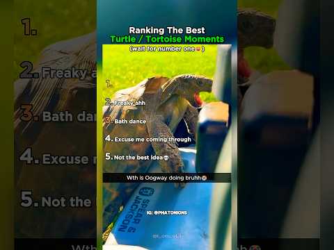 Ranking The Best Turtle / Tortoise Moments thumbnail