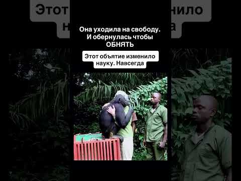👉Ей сделали первое в истории Африки переливание крови между шимпанзе. Она выжила…👇 thumbnail