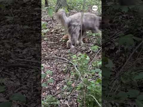 Dog completely fooled by baby deer’s camouflage thumbnail