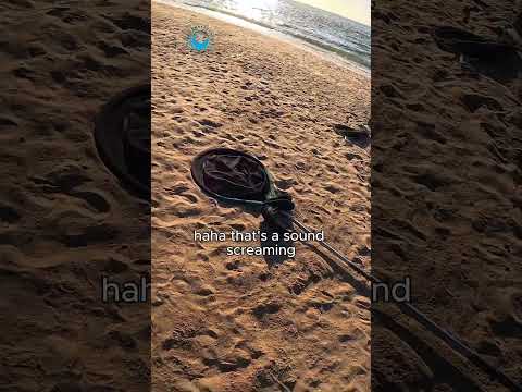 Baby Seal Bundled Up in Fishing Line #shorts thumbnail