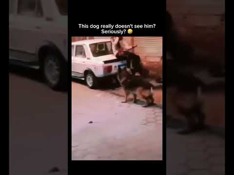 This dog really doesn't see him? Seriously? 😂 Subscribe! #shorts thumbnail