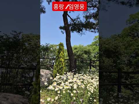 대한민국 남산공원에서 #홍랑 #임영웅 #트로트 #안중태tv #shorts thumbnail