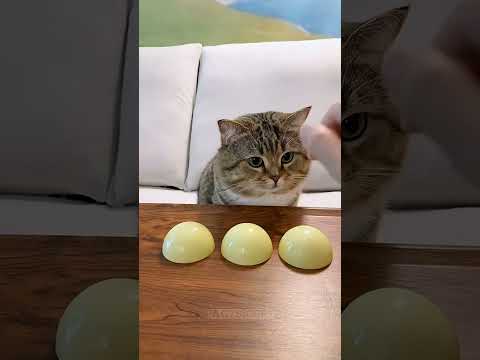 Tin rằng mèo của mình là thông minh nhất? thumbnail