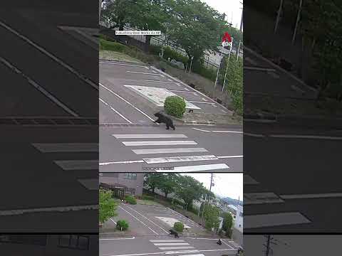 Bear attacks leave 4 injured in Japan thumbnail