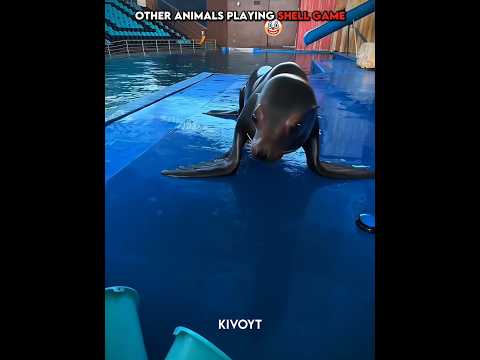 Other animals playing shell game vs Cat 💀 #edit #animal #skulledit #usa thumbnail