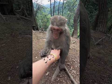 The King Always Stays Calm and Kind 🐒❤️ thumbnail