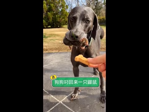 在那小小的身軀下，竟藏著對生命最堅韌的渴望：記錄鼴鼠為愛築巢的感動瞬間 thumbnail
