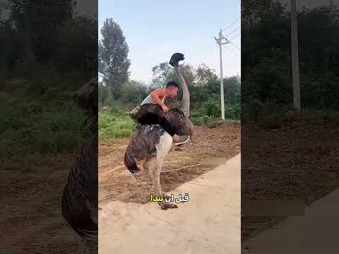 خطأ فادح أثناء ركوب النعامة.. شاهد ما حدث! ?? thumbnail