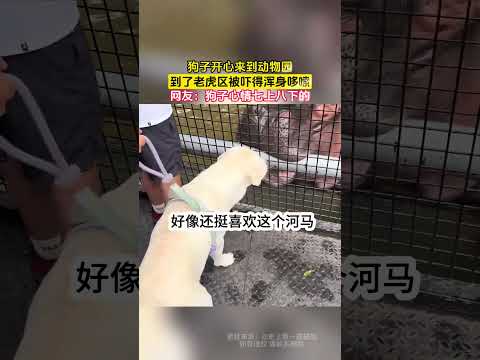 狗子開心來到動物園，到了老虎區被嚇得渾身哆嗦，網友：狗子心情七上八下的！ ！ #china #熱門 #搞笑 thumbnail