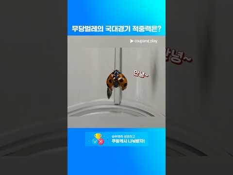 이번엔 무당벌레다! 무당벌레가 예측한 국대 경기 픽은? l 대한민국 vs 엘살바도르 | 6월 1주 차 승부예측 Pick thumbnail