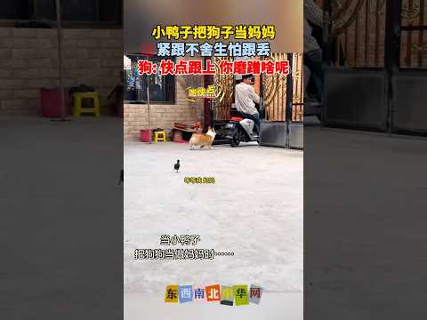 狗子：小鸭子快点，你在磨蹭什么？要不然追不上主人了 thumbnail