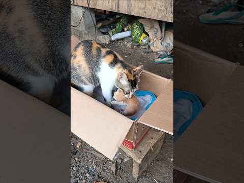 MANG UNI KASIH TAU DE IJA CARA KUCING PINDAHIN ANAKNYA thumbnail