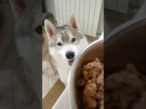 Come convincere il tuo CANE a MANGIARE la pappa! 😎🐶😋 #food #cibo #cane #cani #dog thumbnail
