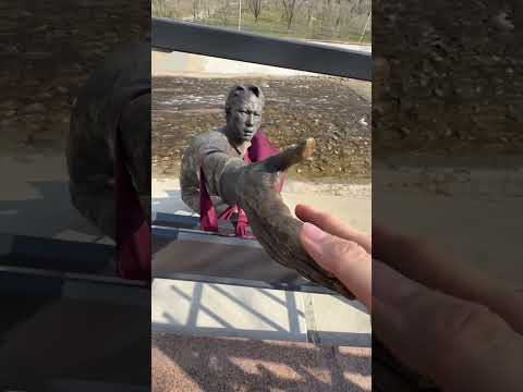 Sie bildeten Eine Menschenkette um einen Hund zu retten thumbnail
