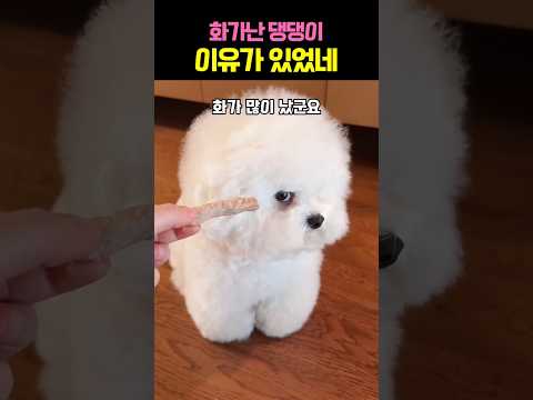 ❤️왕 삐친 댕댕이!! 이유가 있었네 ㅋㅋ #강아지 #애견영상 #반려견 thumbnail
