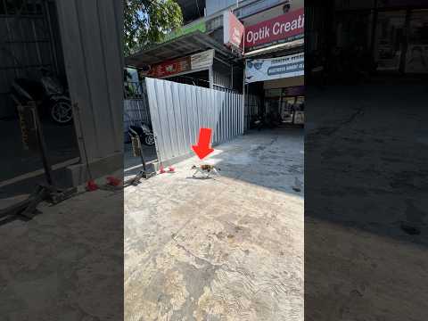 Pasang pelacak di kucing liar seharian! thumbnail