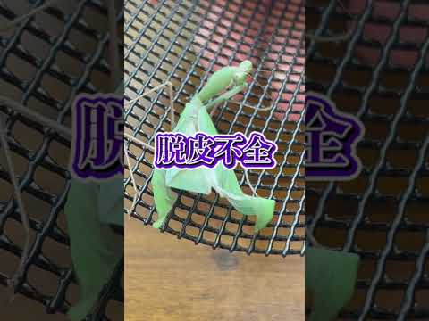 障害のあるカマキリを飼育し始めました… thumbnail