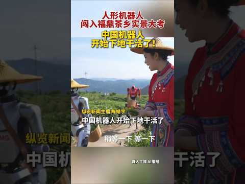 機器人也來搶飯碗？? 福鼎茶山的「新茶農」上崗了！#機器人 #AI #福鼎白茶 #科技 #傳統文化 #茶生活 #未來科技 thumbnail