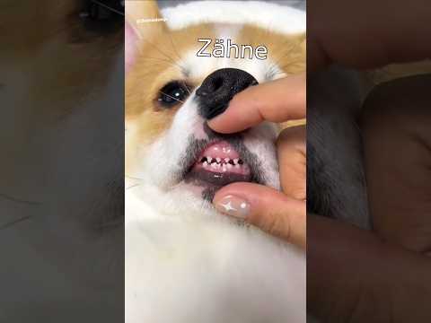 Die Dawgs machen mäh #lustig #witzig #funny #tiere #animals #meme #lachen #happy #2homiedawgs thumbnail