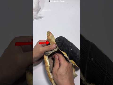 30 Years Old Pet Turtle Restored After Death 😢🐢 #shots #facts thumbnail