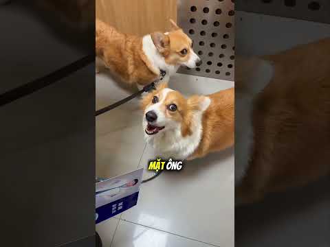 Chú chó nhỏ và mối thù không đội trời chung với bác sĩ thú y 🐶 thumbnail