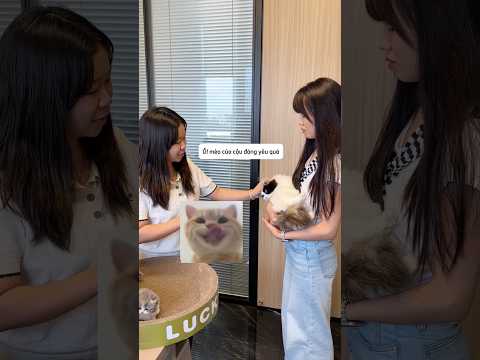 Bé mèo phúc lợi đầu tiên tôi nhận được #shorts thumbnail