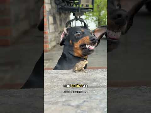Chó con hiếu động thumbnail