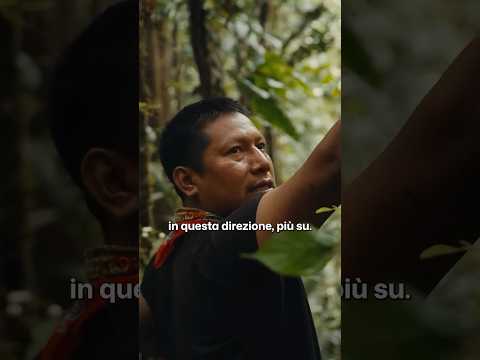 Come gli indigeni si orientano nella foresta #shorts #progettohappiness #amazonforest #documentary thumbnail