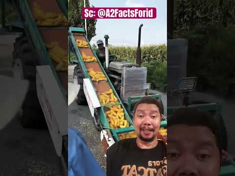 Jangan ambil semua jagungnya paman!!? #shortsfeed #shortvideo #shortsviral thumbnail