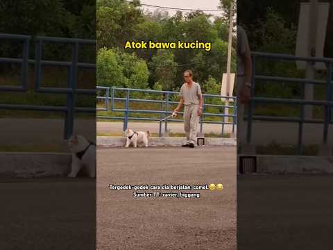 Atok jadi bodyguard lagi.? Kucing gebu versi Alphard.? thumbnail