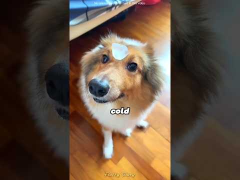 These dogs revealed their true personality ??? thumbnail