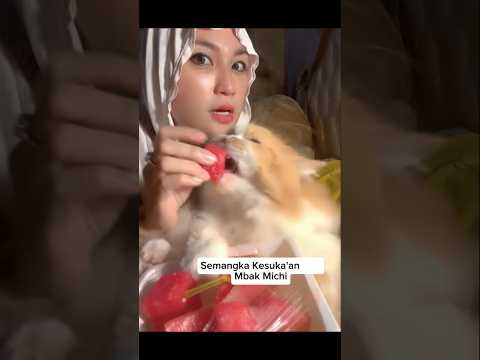 Mbak Michi Suka Semangka #shorts #animals #cat #kucing #funny #pets #kitten #lucu thumbnail