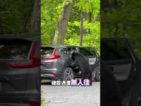 黑熊溜進車內抱走整箱啤酒 thumbnail