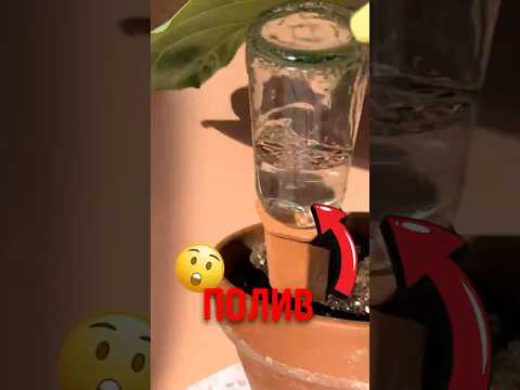 🌱 Как глина сама поит корни! #природа #растения #глиняныйполив thumbnail