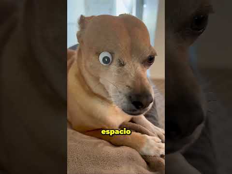 Este Perro Nació Solo Con Un Ojo ? thumbnail