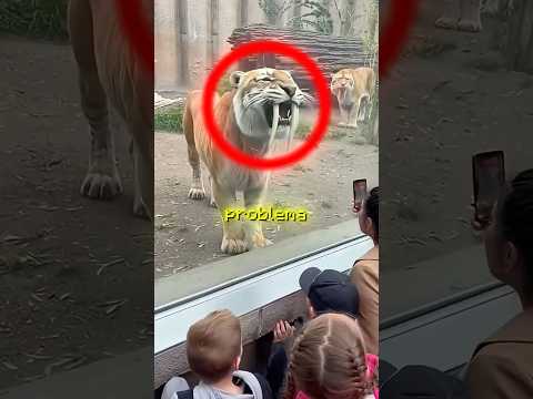 Nunca deixe um tigre lamber sua mão ? #curiosidades thumbnail
