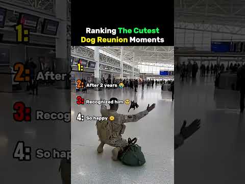 Ranking The Cutest Dog Reunion Moments #dog thumbnail