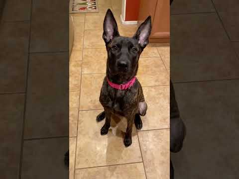 #dog #food #funny #funnydogs #eating thumbnail