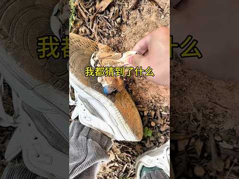 Kejutan aneh tersembunyi di bawah sepatuku?? thumbnail