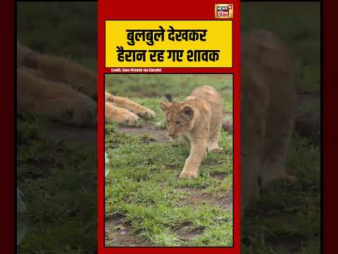 Viral Video | बुलबुले देखकर हैरान रह गए शावक | #shorts #viralnews #viralvideo thumbnail