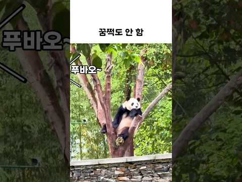 두 번 불렀는데...#푸바오 #푸바오근황 thumbnail