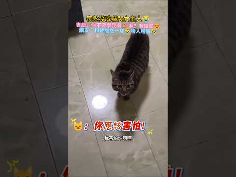 喪彪發威嚇哭女主人🤣 🐱：你學我幹啥💢我要打你❗網友：居然發聲都一樣🤣🐮 #cat #funnyshorts #shorts #cute #funny thumbnail