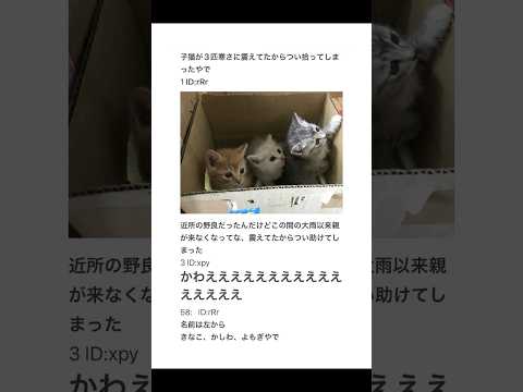 【2ちゃんねる】子猫3匹拾ってきた【アフレコ】 thumbnail