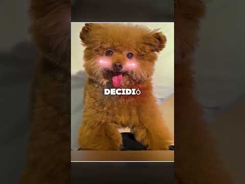 El Pequeño Perrito Solo Quería Un Abrazo 🥺❤️ thumbnail