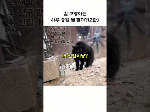 동네 일진 김냥이씨 하루 일과 2탄 thumbnail