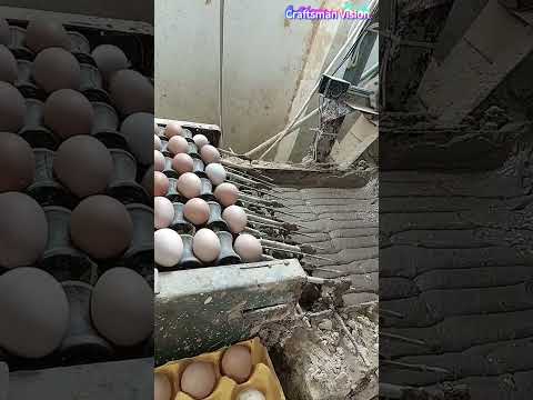 Making process of traditional salted duck eggs thumbnail