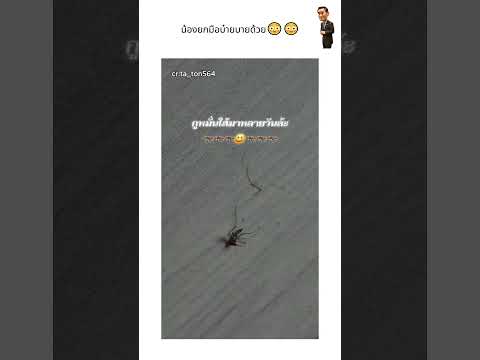 น้องยกมือบ๋ายบายด้วย?? thumbnail