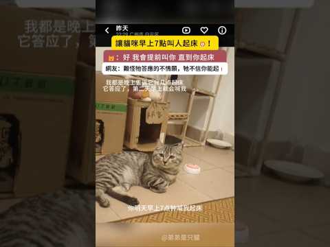 讓貓咪早上7點叫人起床👍🏻❗ 🐱：行叭~我提前叫你 直到你起床❗ 網友：牠回答有點勉強 原來不信你起得來 #cat #cute #funny #shorts #funnyshorts thumbnail